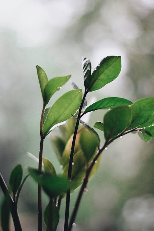 Ücretsiz bitki, büyüme, çiy damlaları içeren Ücretsiz stok fotoğraf Stok Fotoğraflar