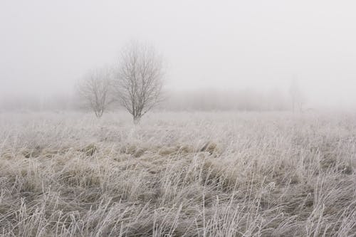 フィールド, 冬, 天気の無料の写真素材