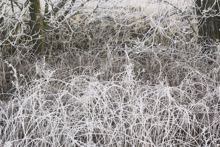 Grasses In Black And White