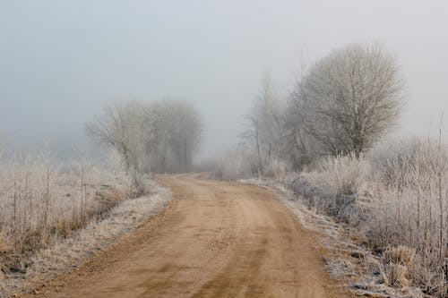 Foto d'estoc gratuïta de amb boira, arbres, camí de carro