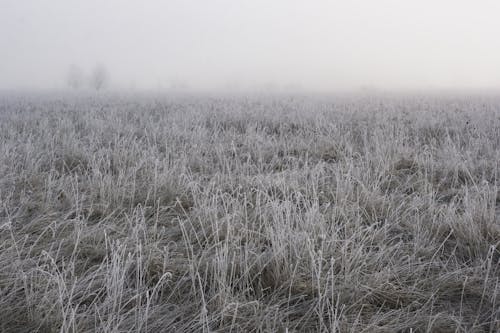 Ingyenes stockfotó fű, időjárás, ködös nap témában