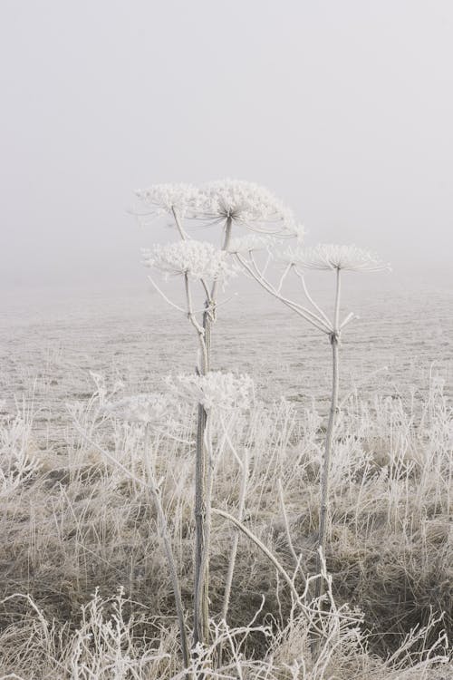 Ilmainen kuvapankkikuva tunnisteilla heracleum persicum, kasvi, kasvu