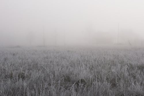 Free Grass Field during Foggy Day Stock Photo