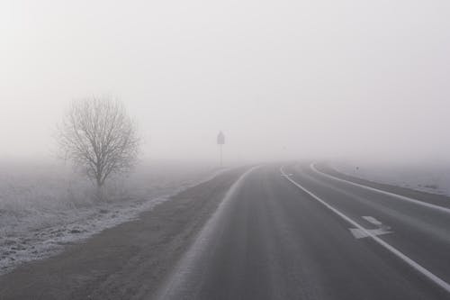 Bare Tree beside Asphalt Road during Foggy Day