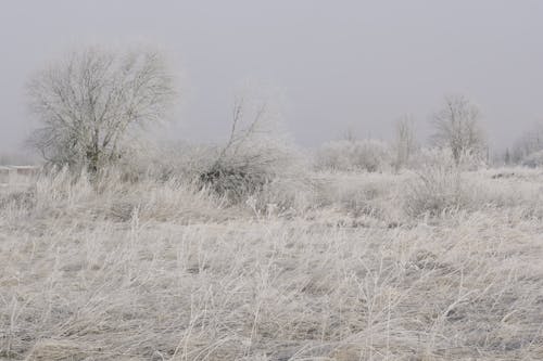 Imagine de stoc gratuită din câmp, congelat, de gheață