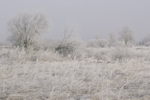 Kostnadsfri bild av fält, forst, frostig