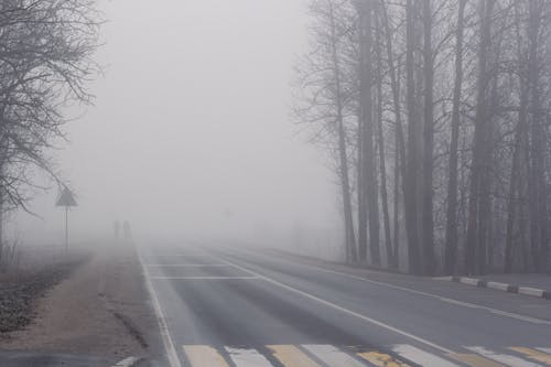 Kostnadsfri bild av asfalt, dimma, skog