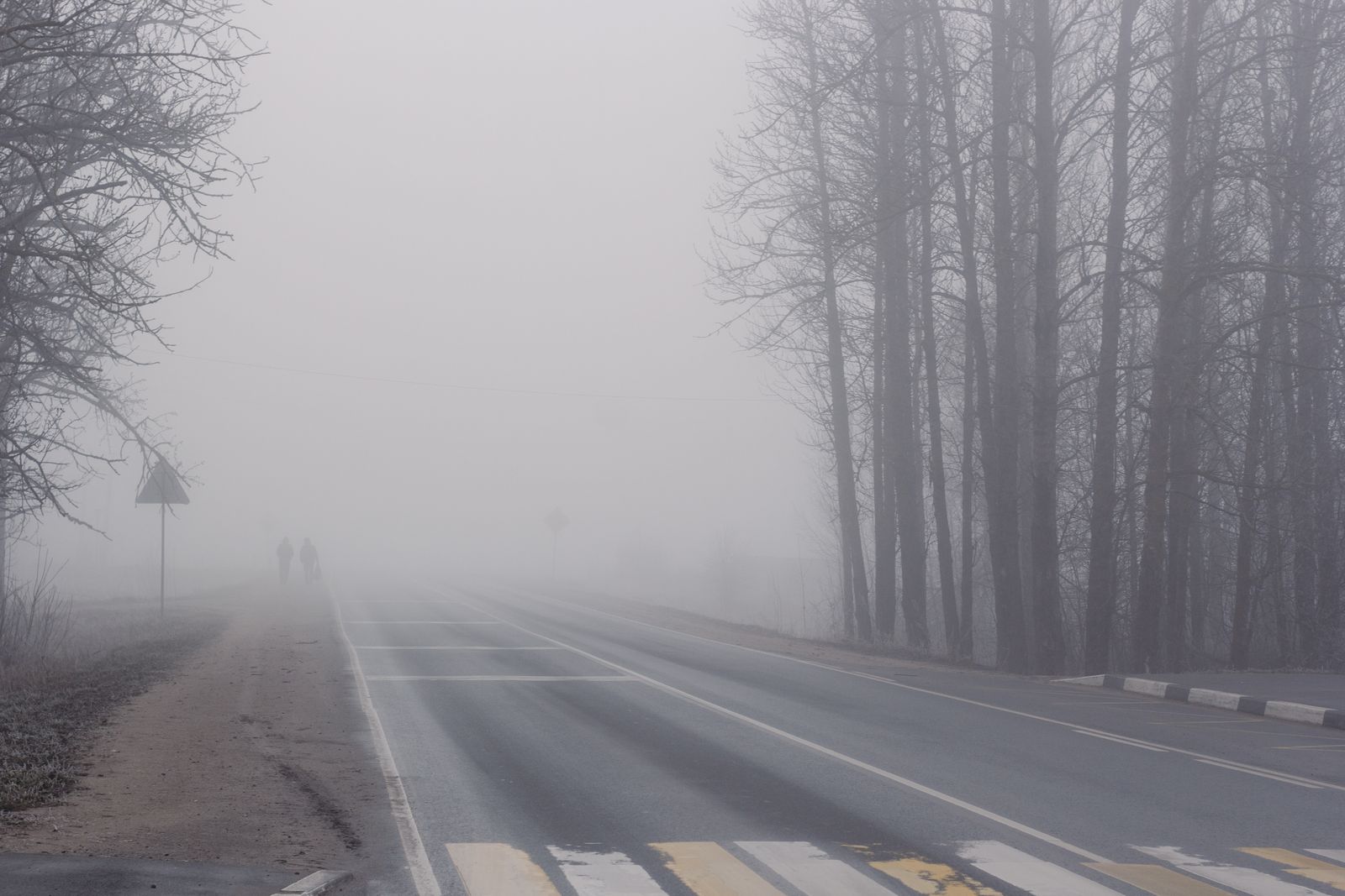 Fog over a bare-tree forest road — photo by Plato Terentev on Pexels