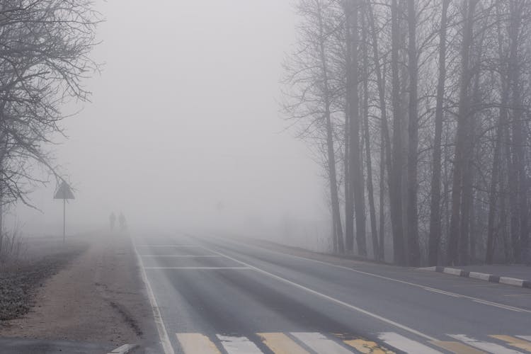 Road And Forest In Dense Fog 