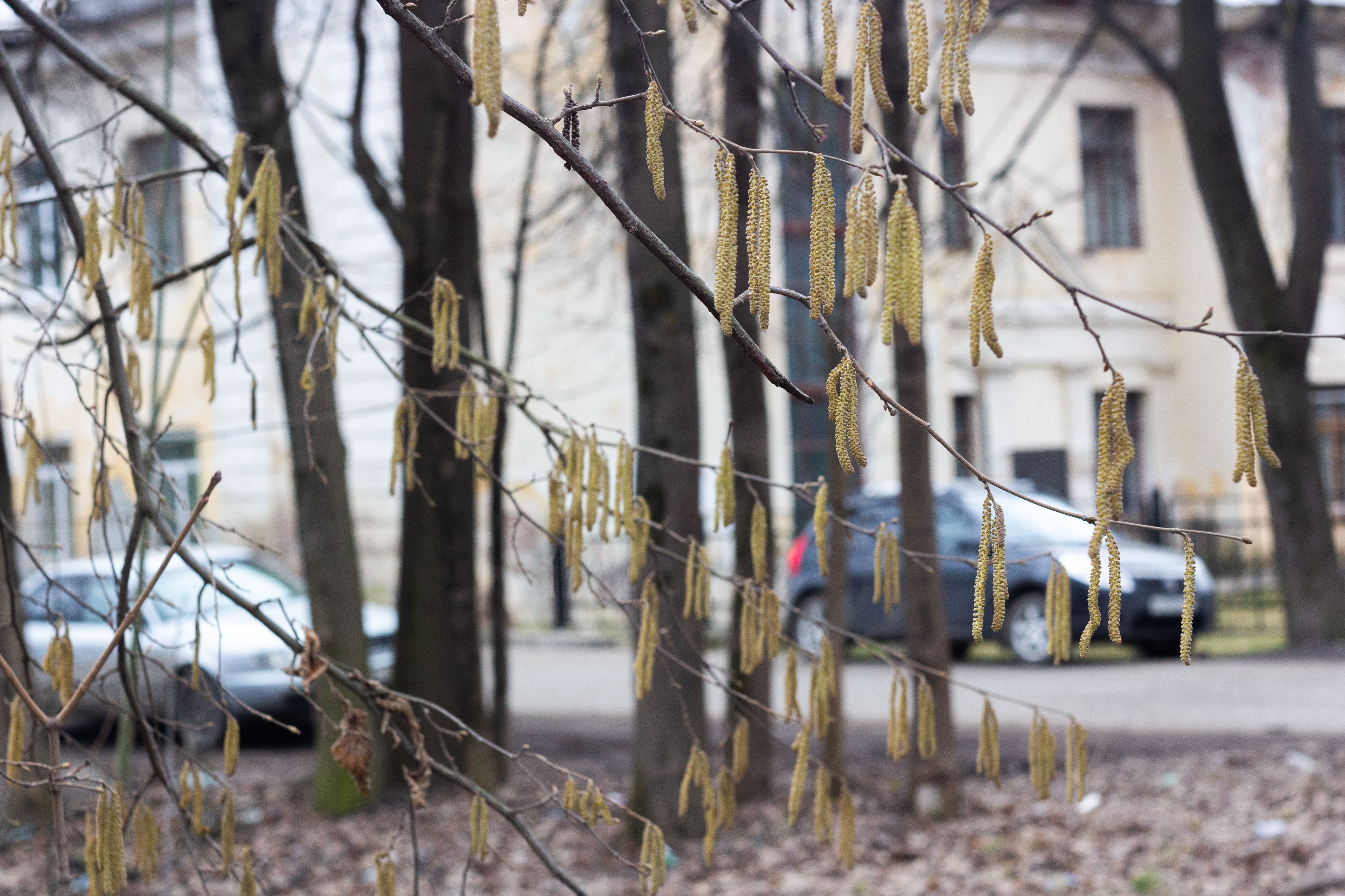 Selective Focus Photo of Flowering Tree · Free Stock Photo