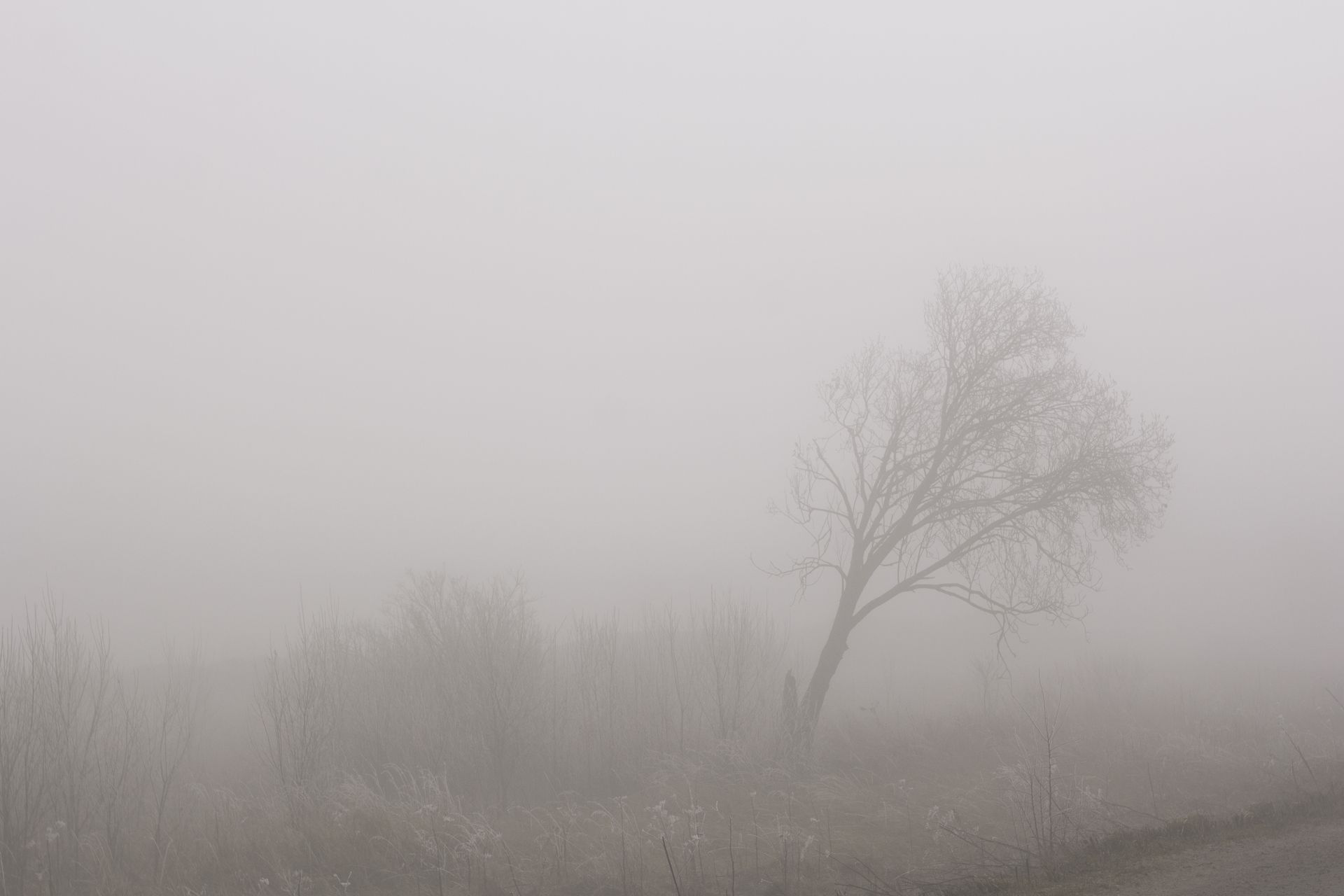 A solitary tree in a foggy mist creates a serene, calm landscape view.