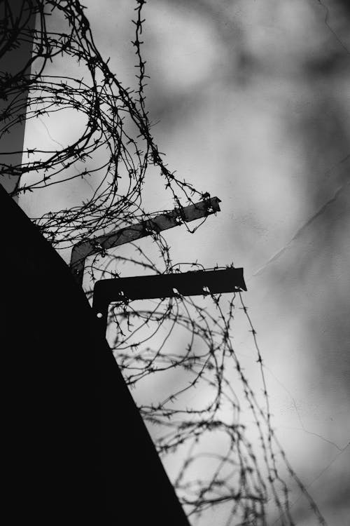 Black and White Photo of Barbed Wires