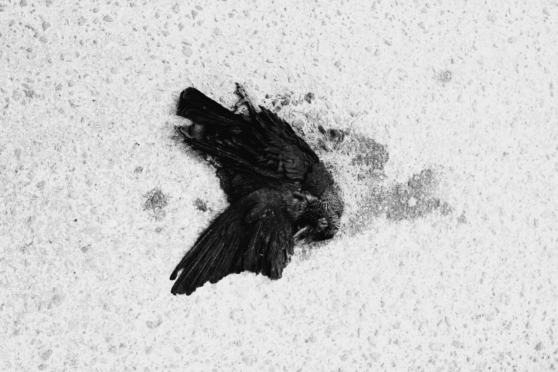 A reflective black and white photo of a dead crow lying on a textured pavement. Sad and poignant.