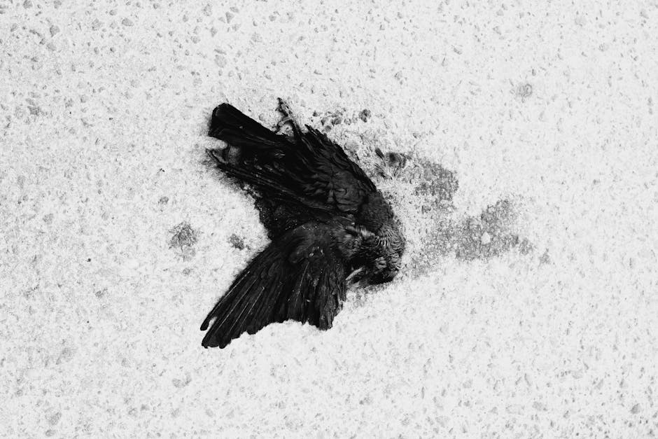 spiritual meaning of dead bird