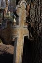 Rusty Metal Cross Ingrown into the Tree Trunk