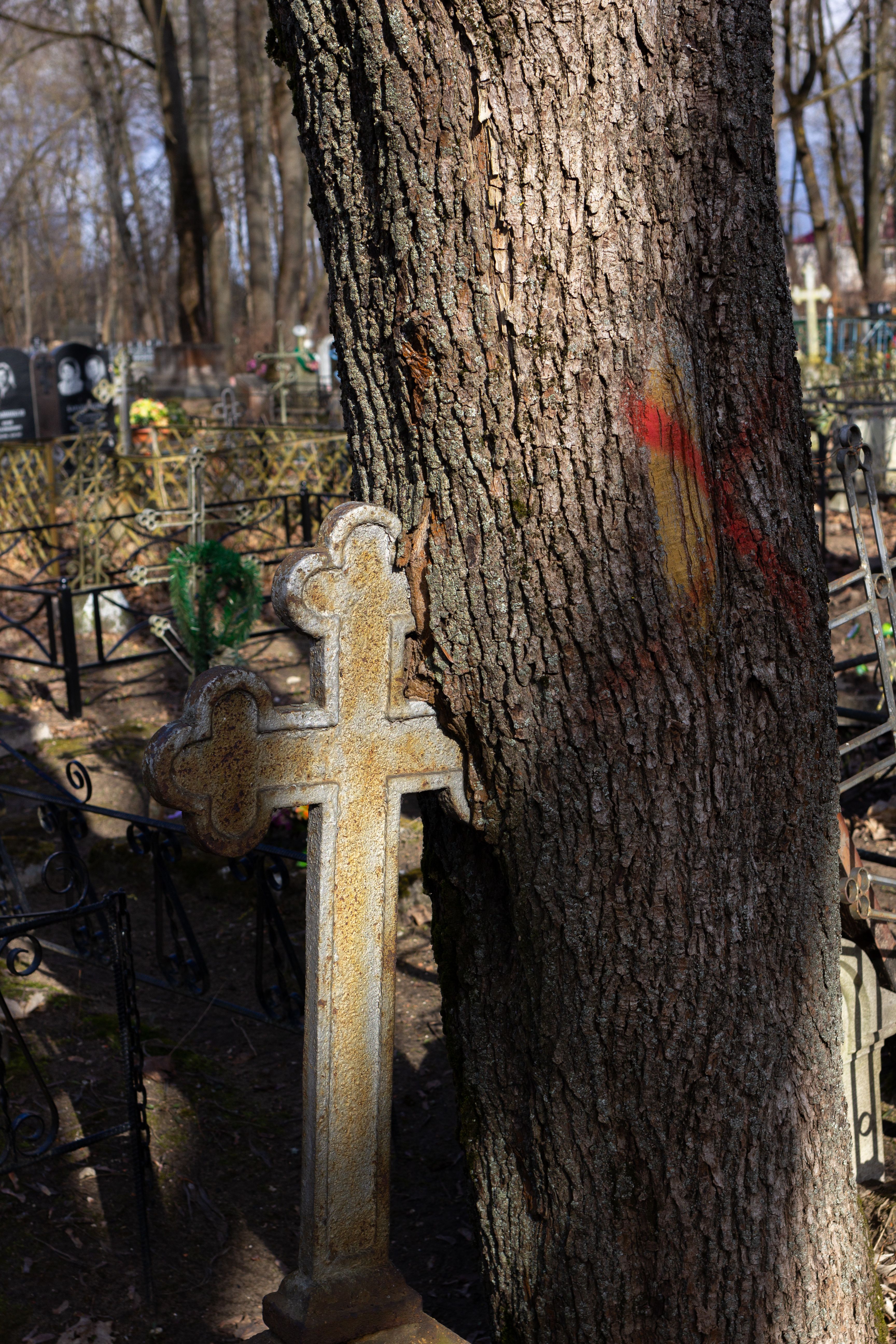 White Cross on Brown Tree Trunk · Free Stock Photo