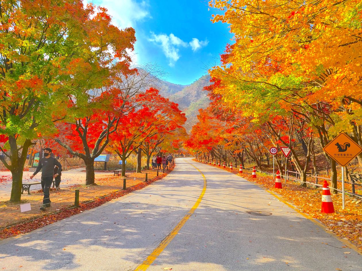 한국의 가을 정취를 담은 붉은 단풍나무와 청명한 하늘