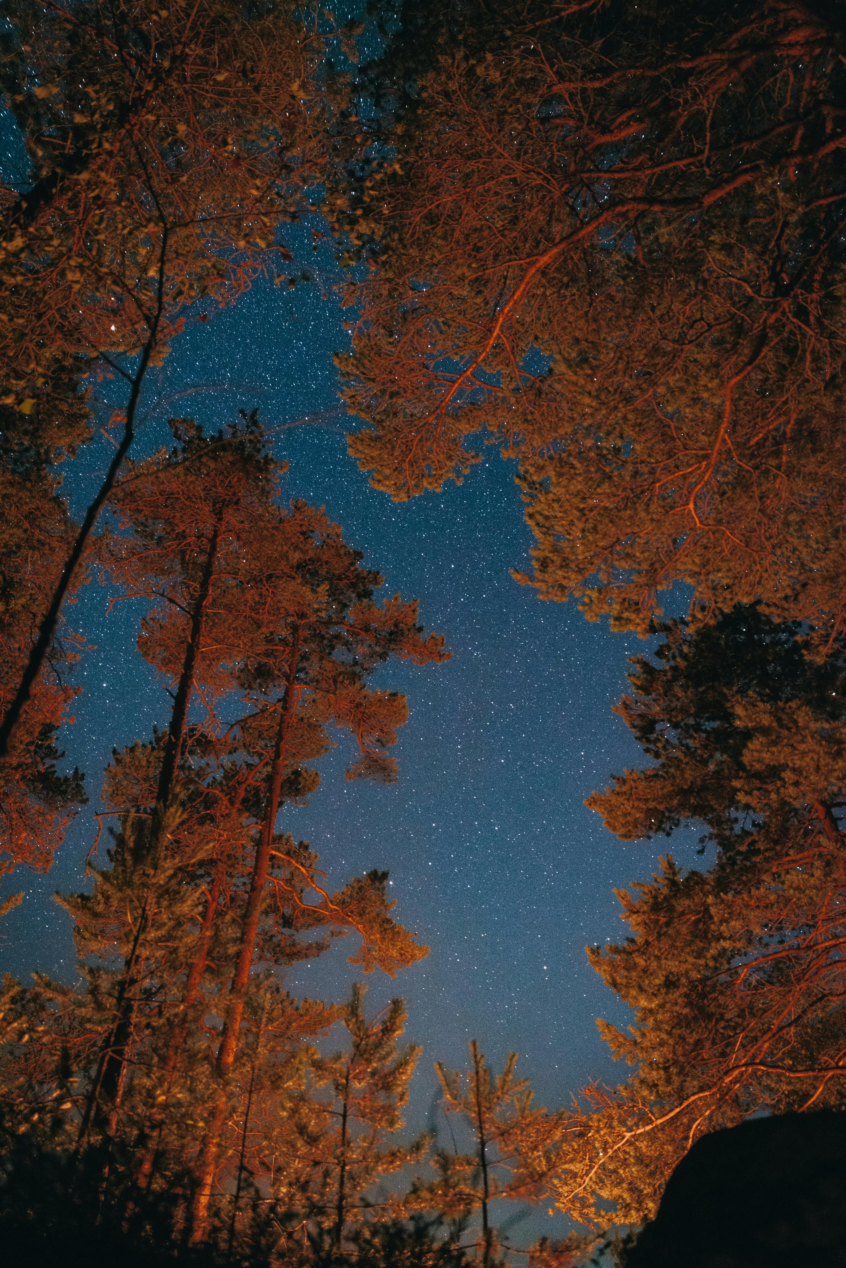 low angle photo of starry sky in forest
