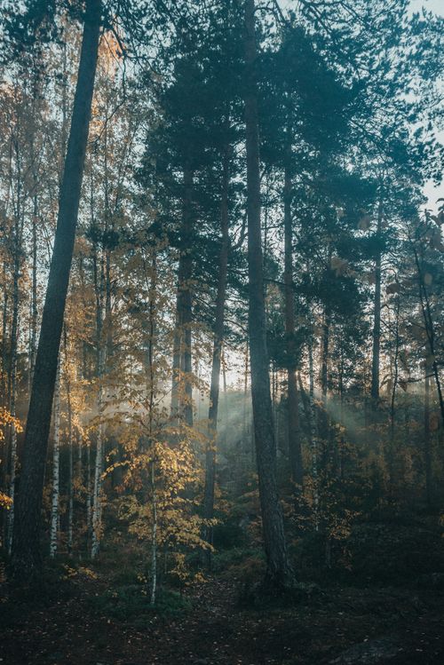 Free Beautiful forest scene with sunlight filtering through tall trees in autumn. Stock Photo