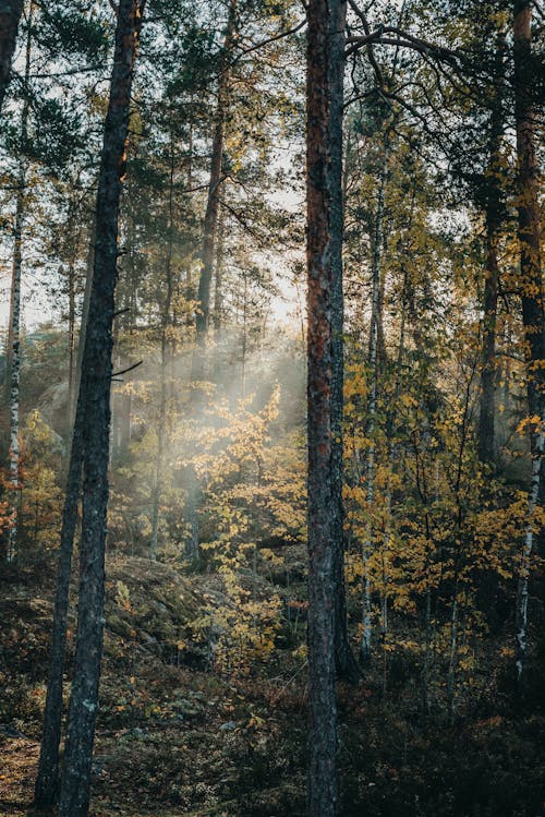 Photos gratuites de arbres, étendue sauvage, forêt