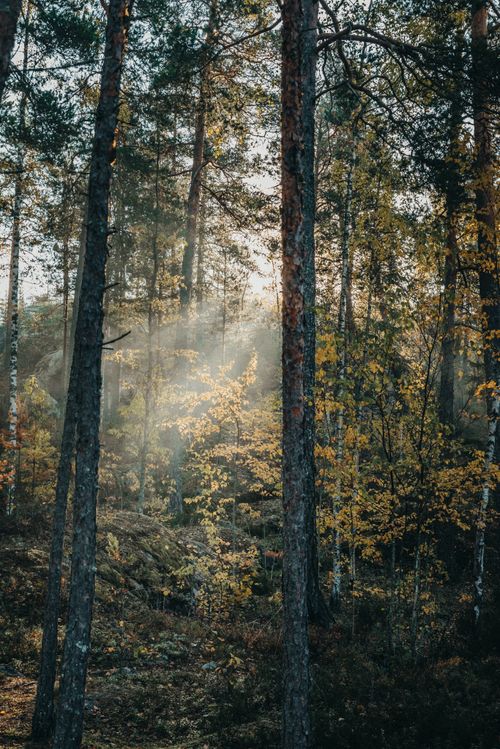 Free A serene forest scene with sunbeams filtering through tall trees and autumn foliage. Stock Photo