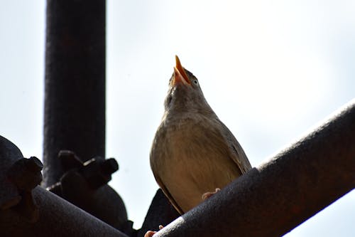 Imagine de stoc gratuită din a închide, bulbul junglei, natură