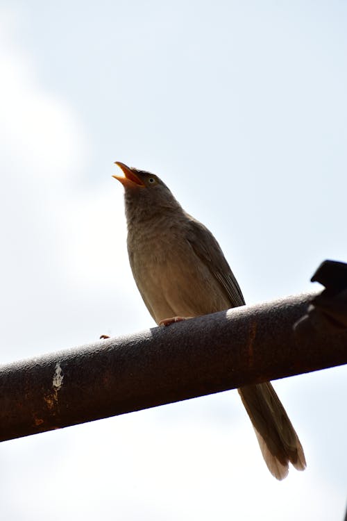 Imagine de stoc gratuită din a închide, bulbul, fotografie de păsări