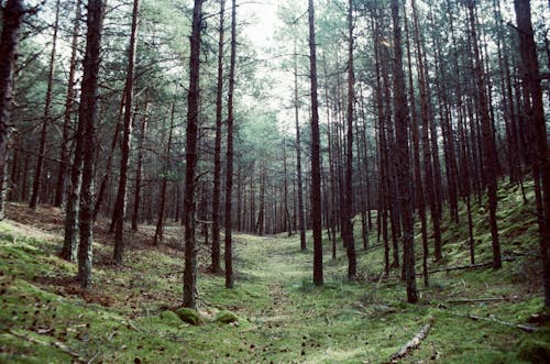 Immagine gratuita di alberi, boschi, campo