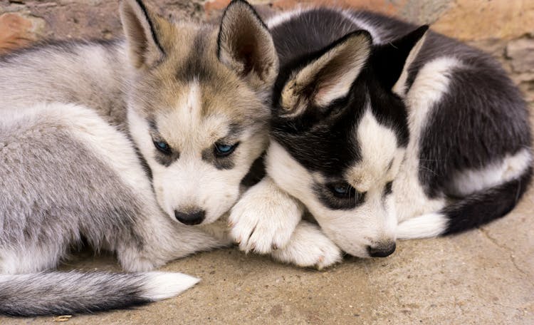 Close-Up Shot Of Siberian Husky Puppies 