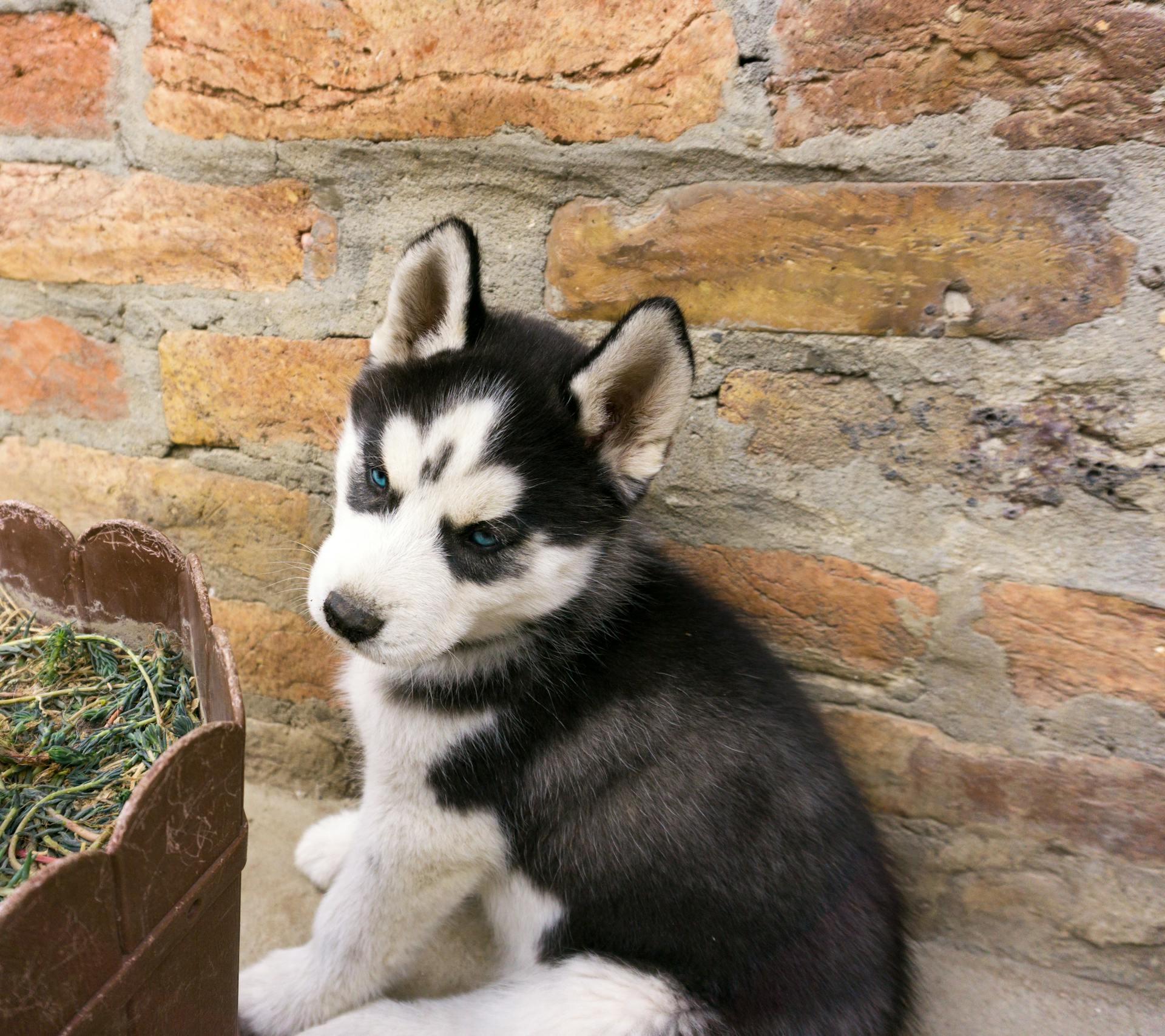 A Puppy Sitting Beside the Brick Wall