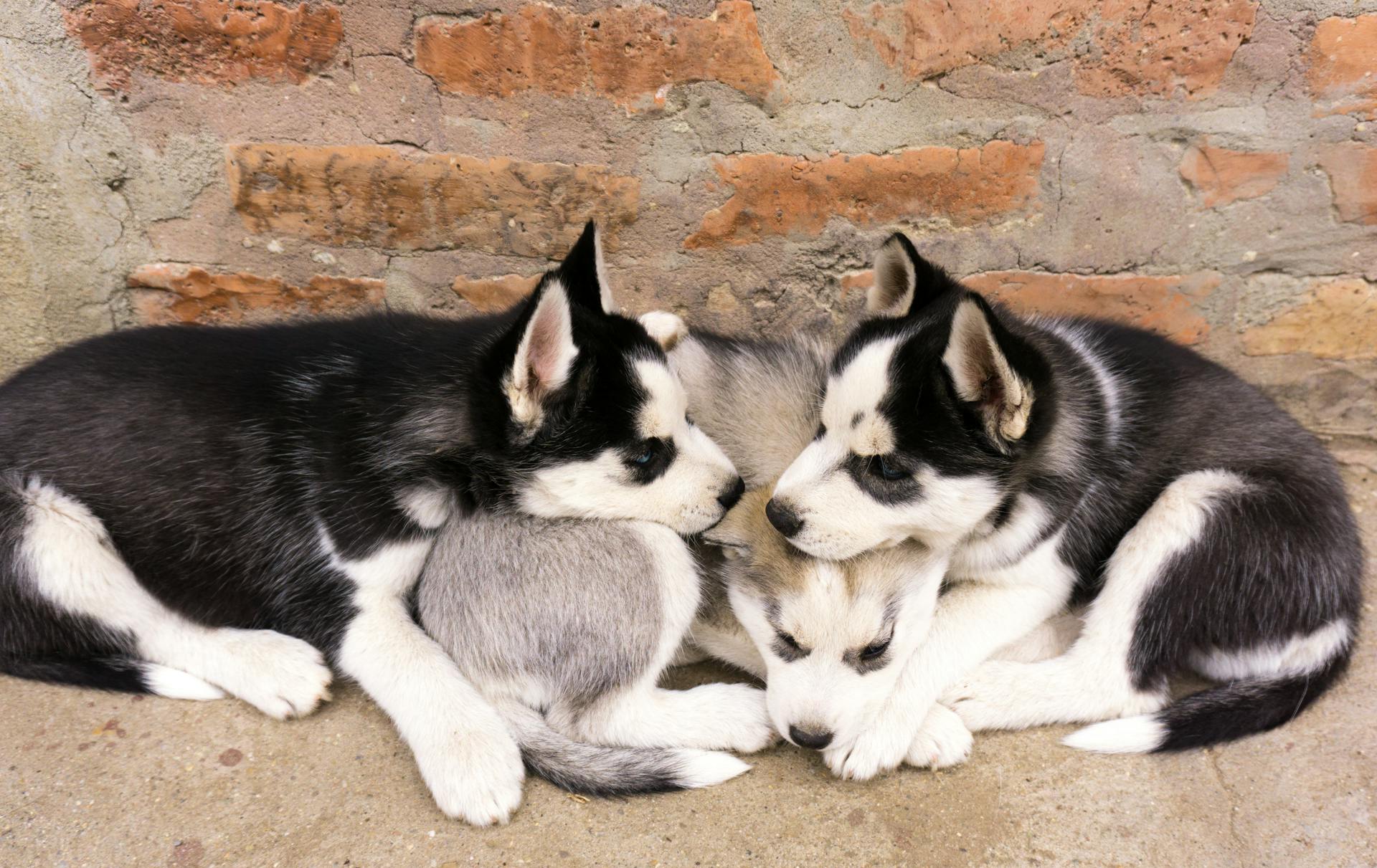 Cute Siberian Husky Puppies