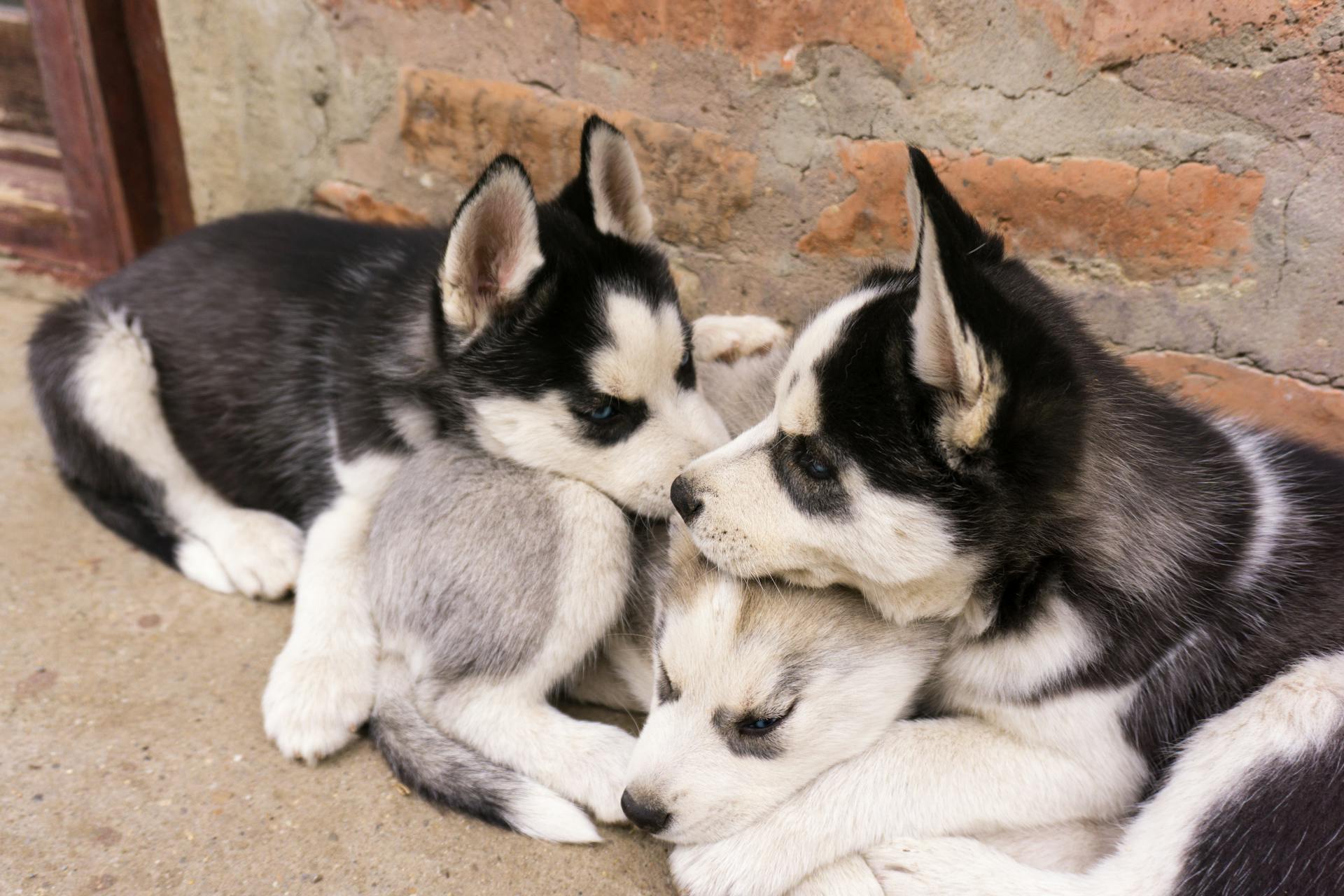 Des chiots sibériens mignons