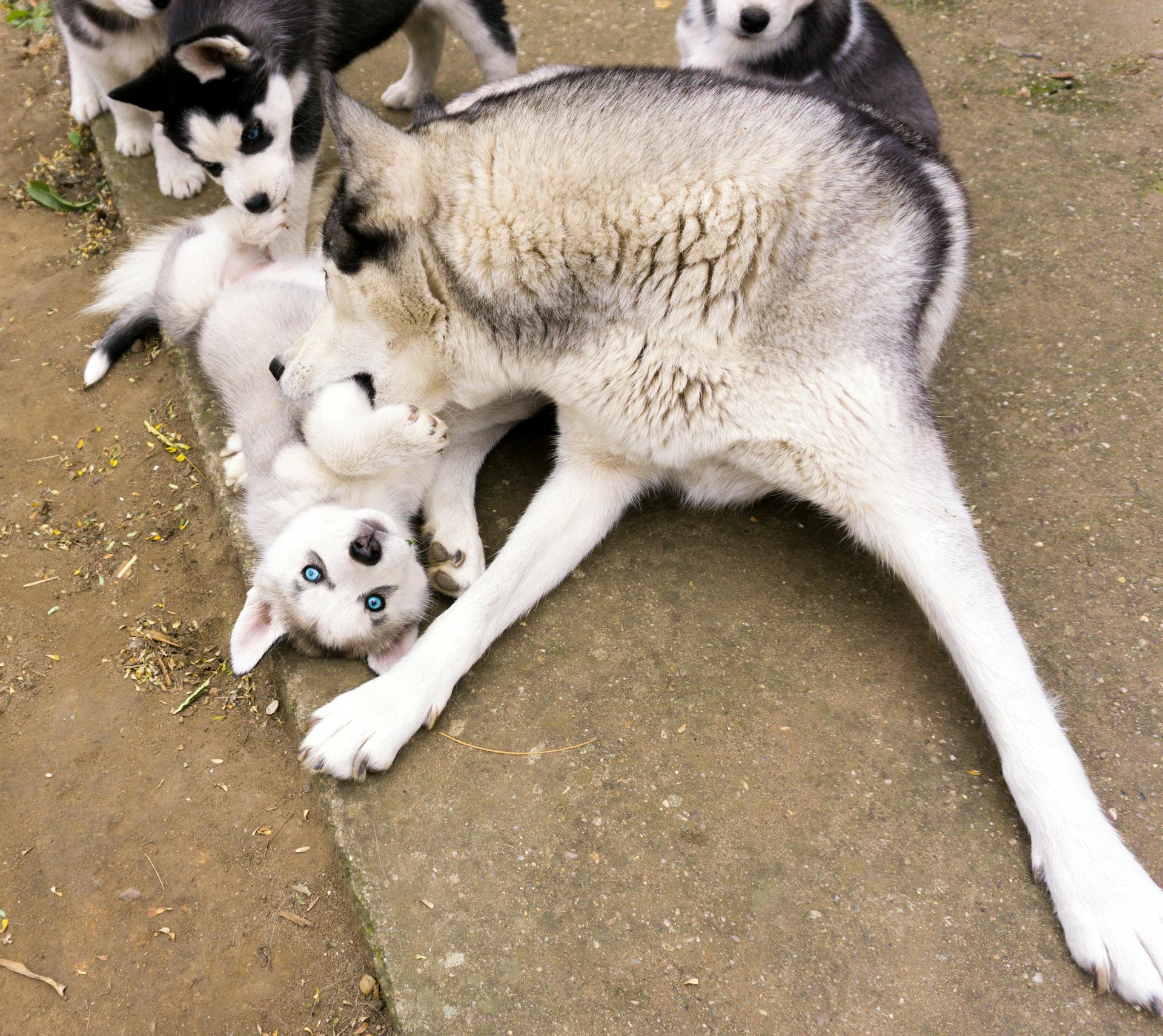 Moeder Husky met haar puppy's