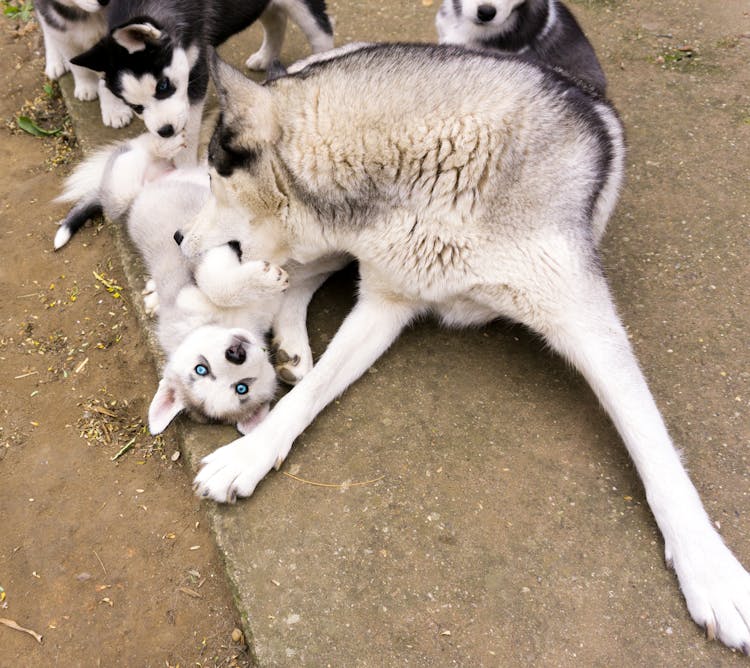 Mother Husky With Her Puppies