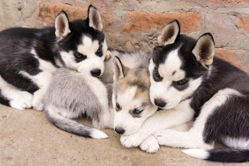 Fotos de stock gratuitas de animales, cachorros, Husky siberiano