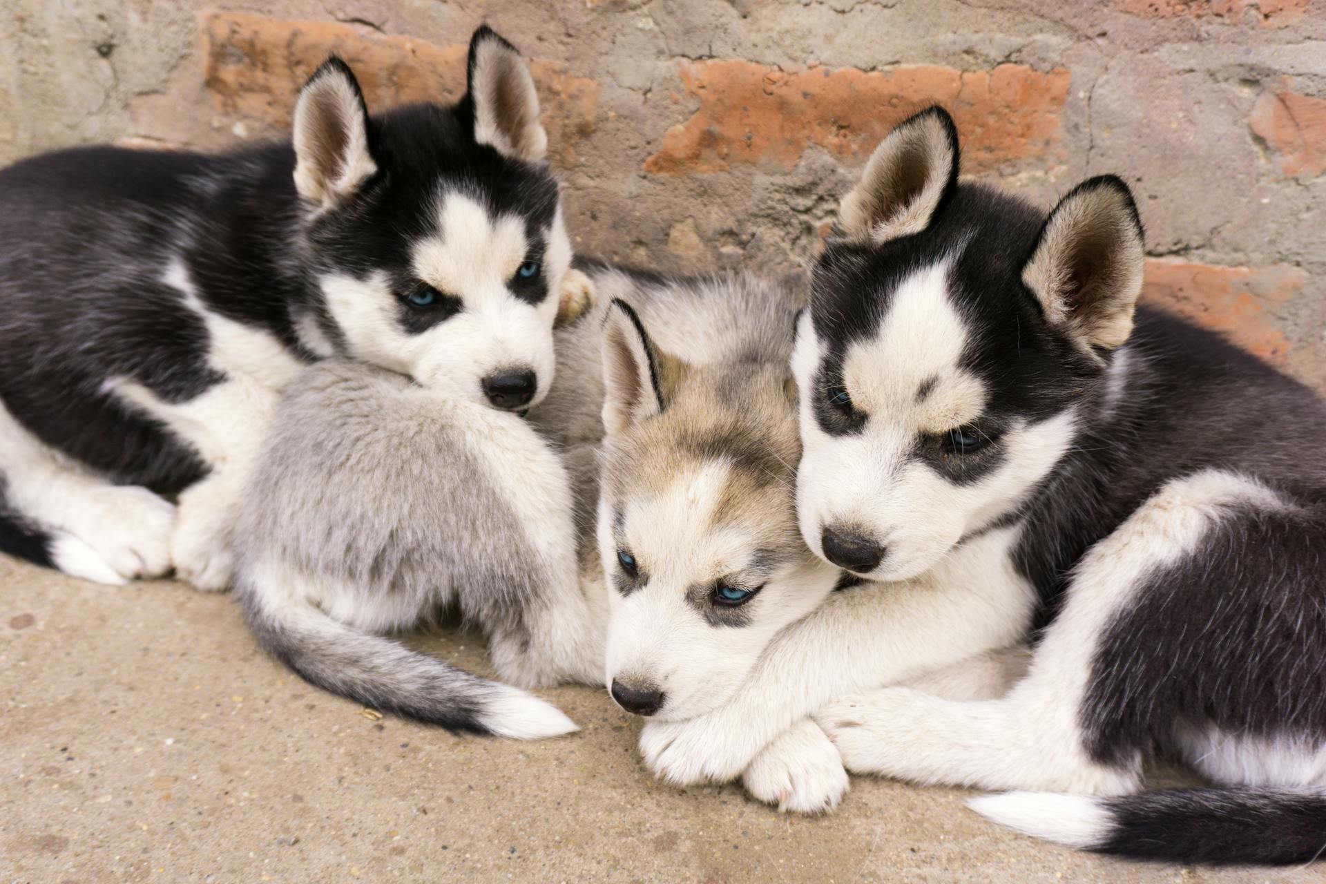 Des chiots qui se couchent ensemble