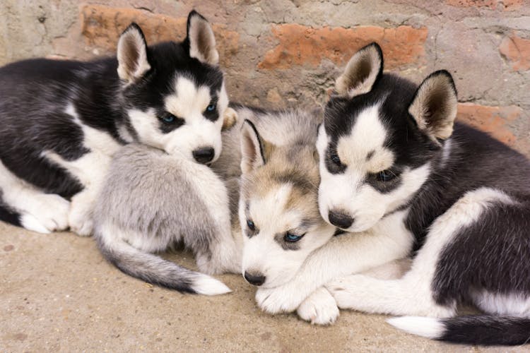 Puppies Lying Down Together