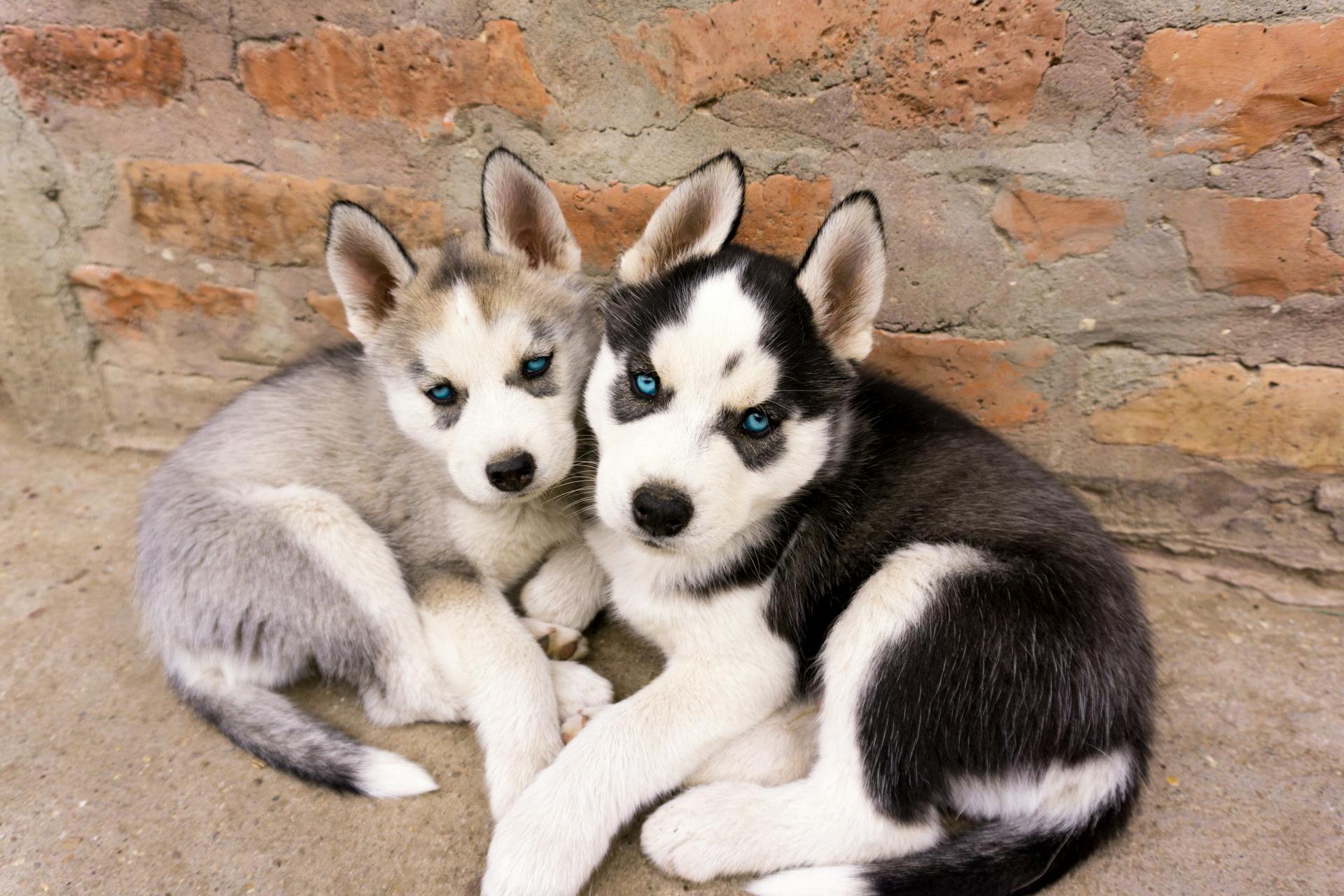 Puppies Lying on the Floor