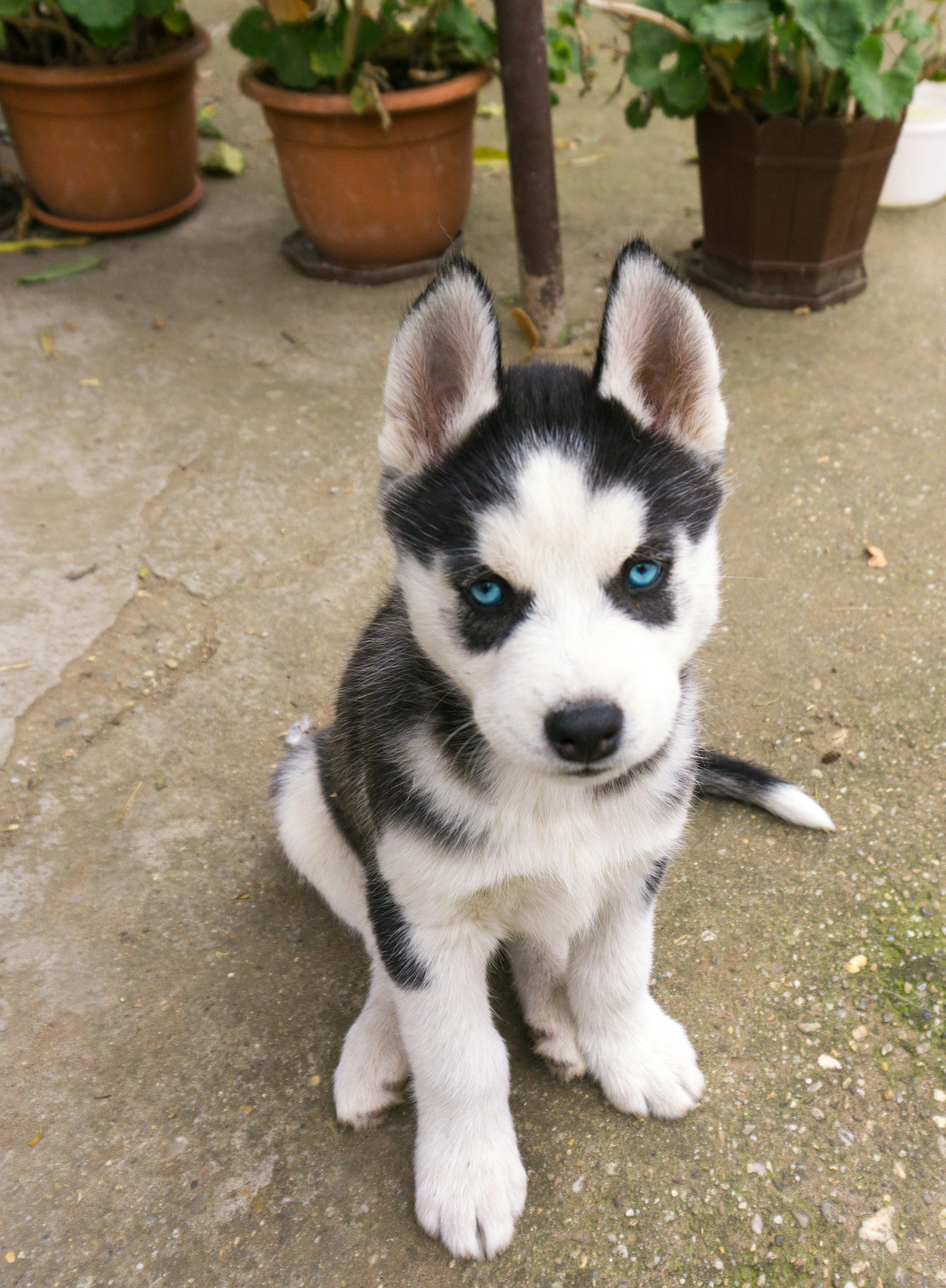 Short hair cheap husky puppy