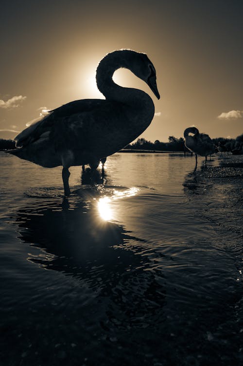 Free stock photo of swan silhouette fuji fujifilm