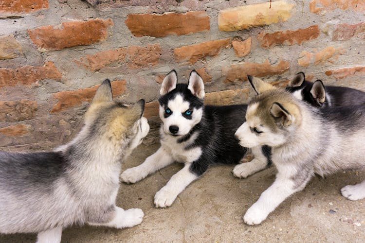 Siberian Husky Puppies On The Ground