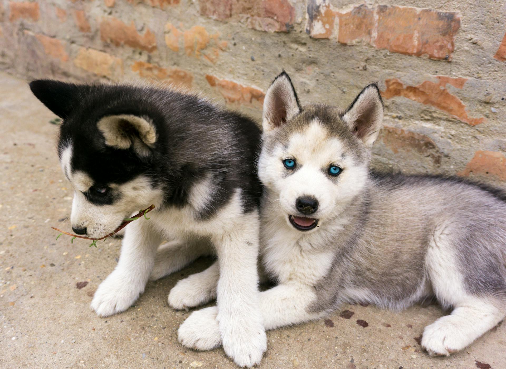 Des chiots mignons allongés par terre