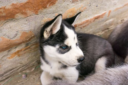 Free Black and White Puppy Stock Photo