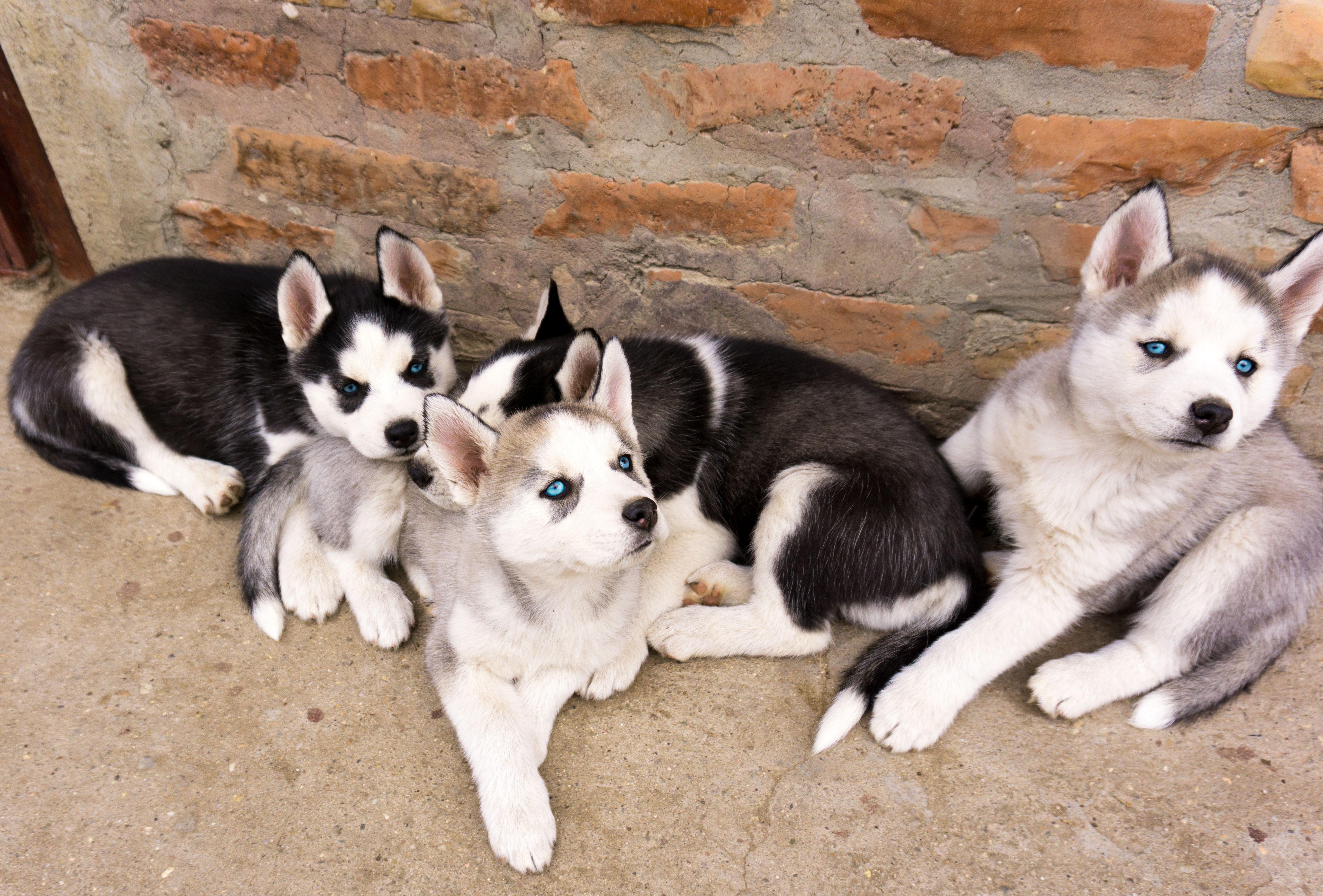 Certified Dog Breeders In Denver: Responsible Buying Guide