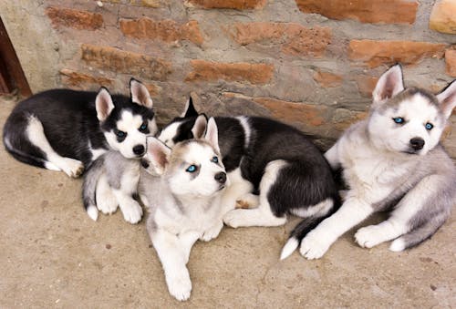 Cute Siberian Husky Puppies