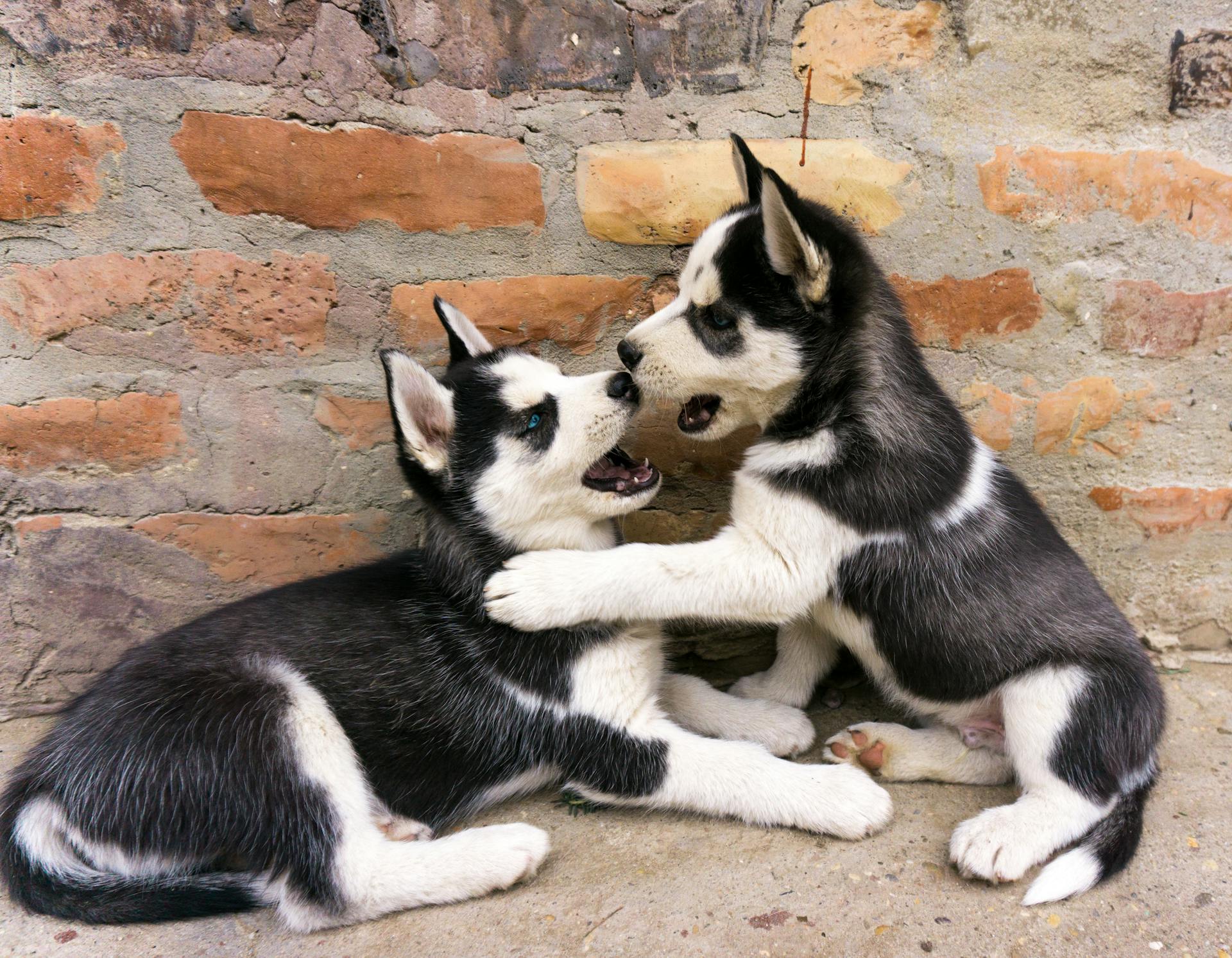 Two husky puppies playfighting