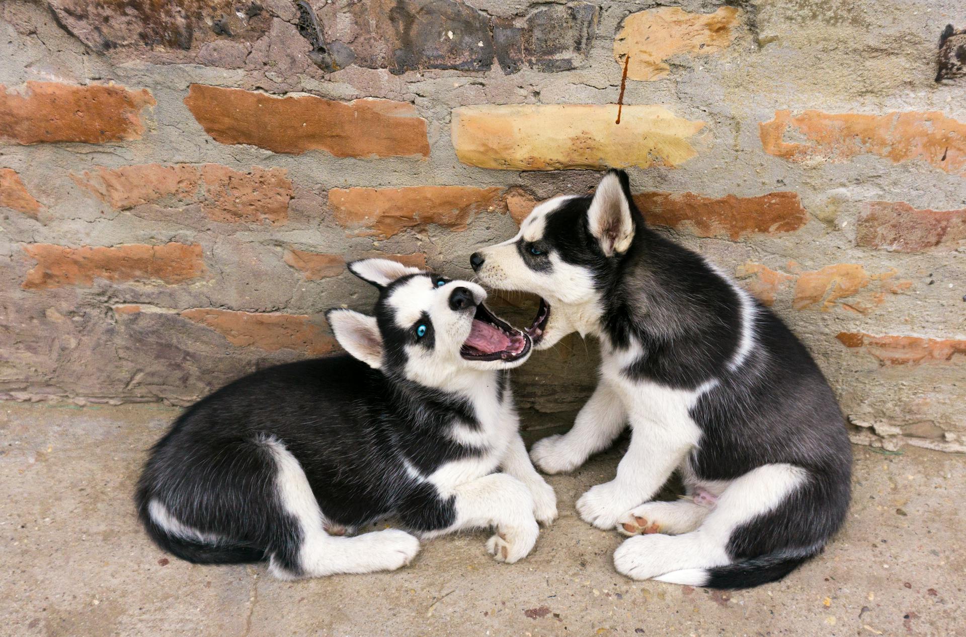 Siberian Husky Dogs Playing