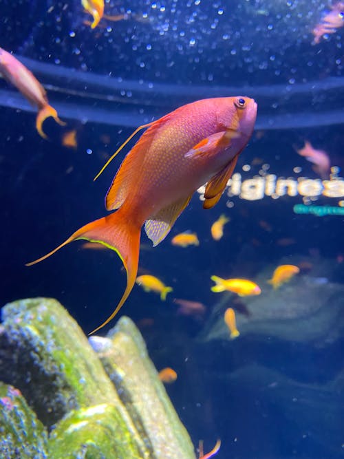 Безкоштовне стокове фото на тему «акваріум, золота рибка, риба»