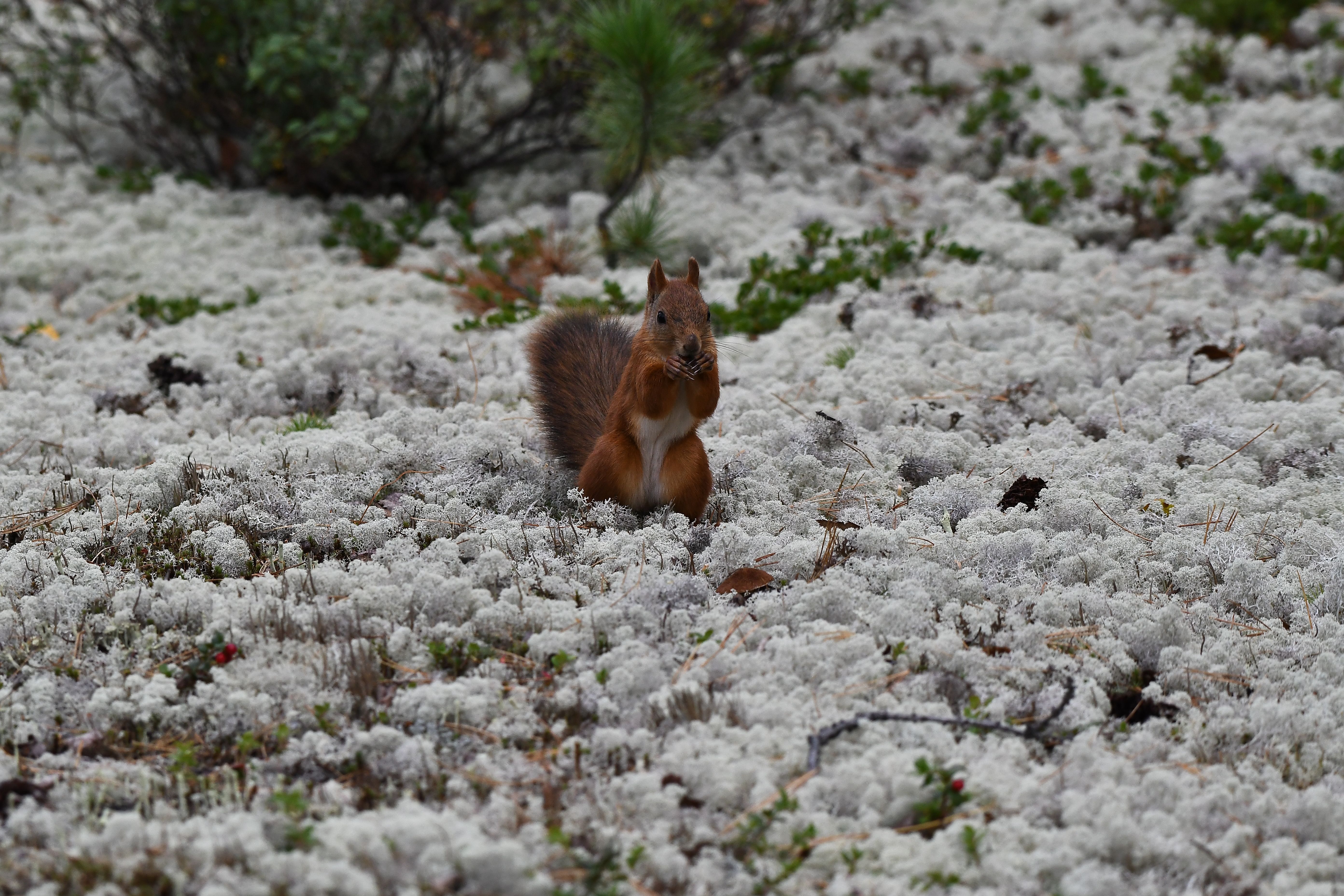 Cute squirrel surrounded by white moss and plants in Novy Urengoy, Russia.