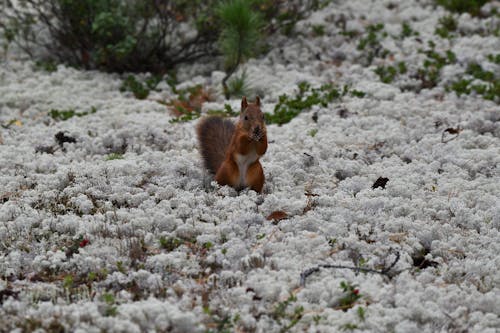Free Squirrel on a Field with White Flowers  Stock Photo